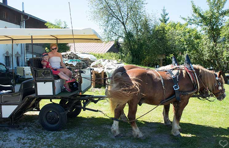 Ausflug zum Bauernhof und Fledermaussuche-kutschfahrt
