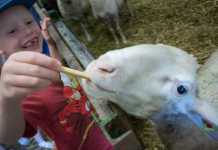 Ausflug zum Bauernhof und Fledermaussuche im Kaiserwinkl Familienrafting-und-Sommerrodeln-im-Kaiserwinkl-schaf-füttern