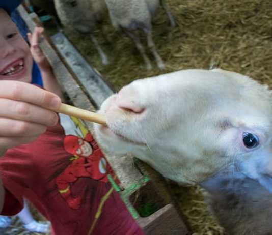 Ausflug zum Bauernhof und Fledermaussuche im Kaiserwinkl Familienrafting-und-Sommerrodeln-im-Kaiserwinkl-schaf-füttern