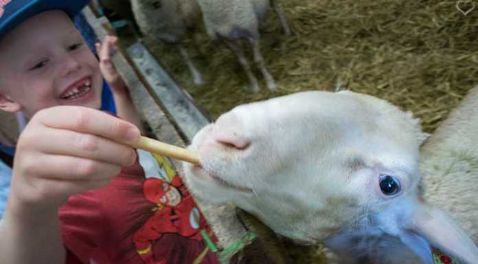 Ausflug zum Bauernhof und Fledermaussuche im Kaiserwinkl Familienrafting-und-Sommerrodeln-im-Kaiserwinkl-schaf-füttern