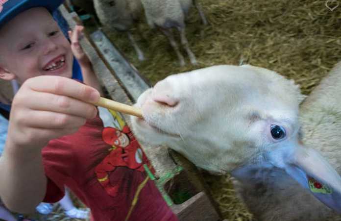Ausflug zum Bauernhof und Fledermaussuche im Kaiserwinkl Familienrafting-und-Sommerrodeln-im-Kaiserwinkl-schaf-füttern