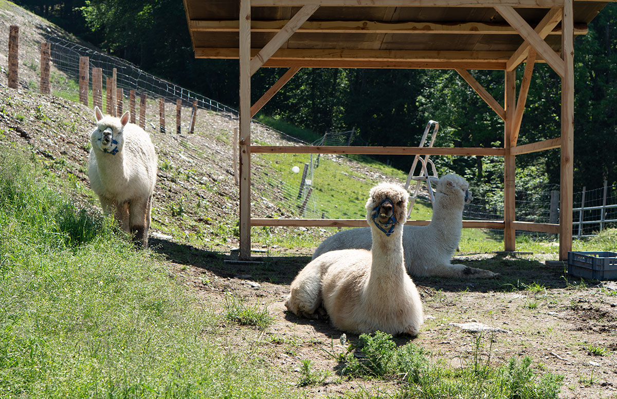 Familienresort-Petschnighof-mit-Bauernhof-in-Diex-albakas
