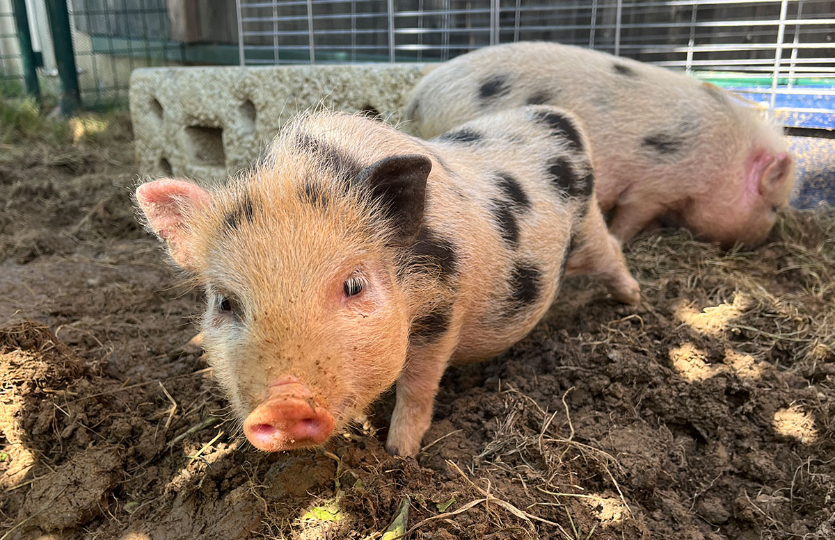 Familienresort-Petschnighof-mit-Bauernhof-in-Diex-schweinderl