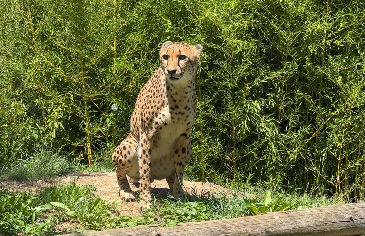 Familienurlaub-mit-Baby-in-der-H2O-Therme-gepard