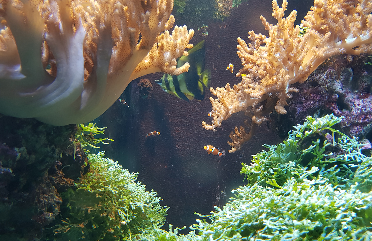 Family und Wellness Hotel Aquapalace Prague aquarium im wasser