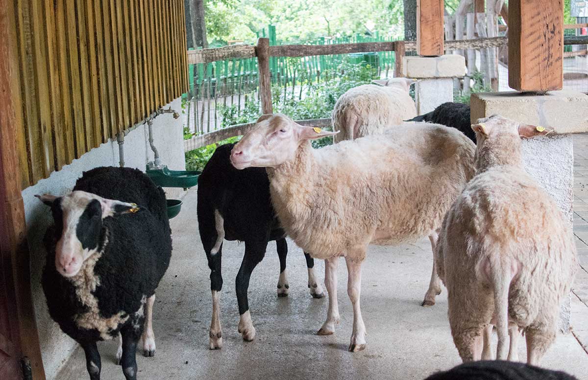 Neuheiten im Familypark in St. Margarethen streichelzoo