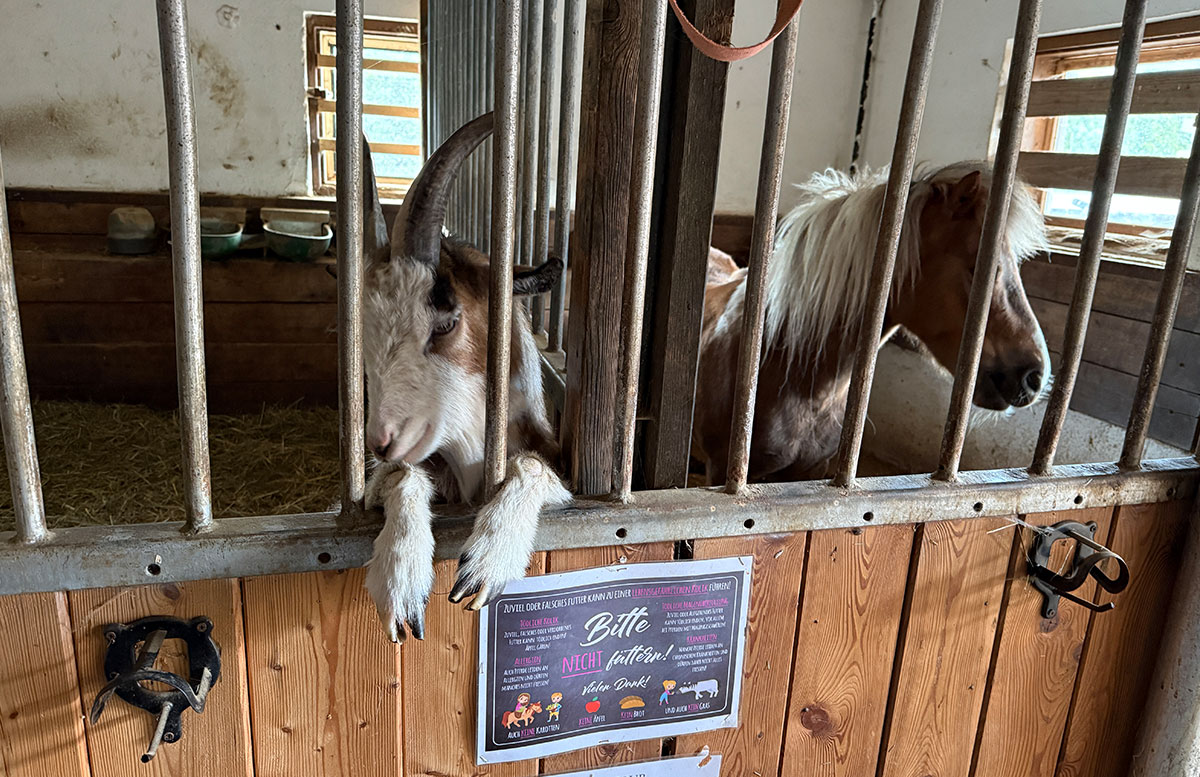 Ferienwelt-kesselgrub--ziege-und-pferd