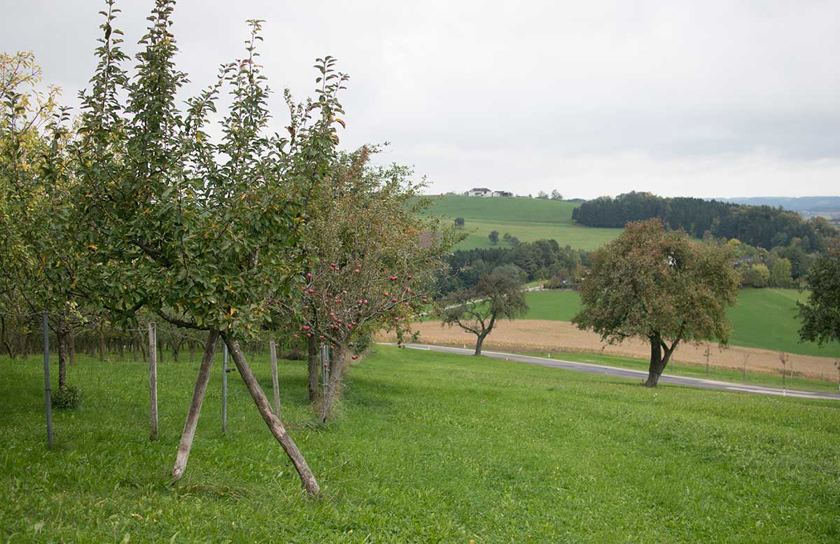 Genussreise ins Mostviertel - Von Birnenmost und Apfelsenf bäume