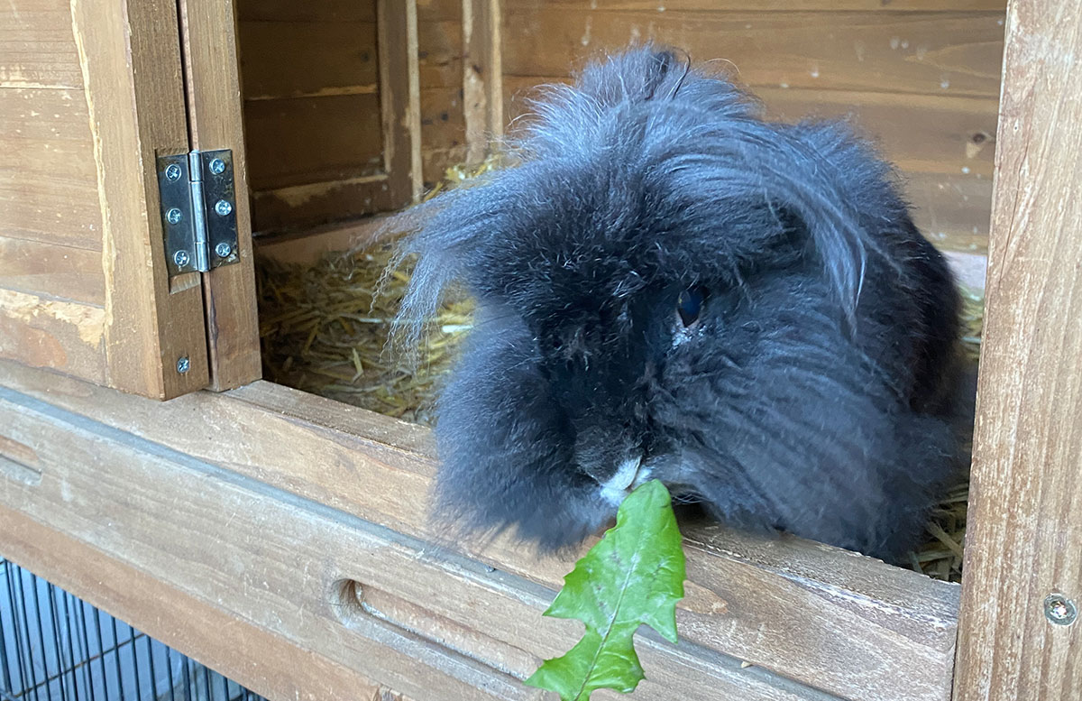 Gut-Berg-Naturhotel-mit-Bauernhof-hase