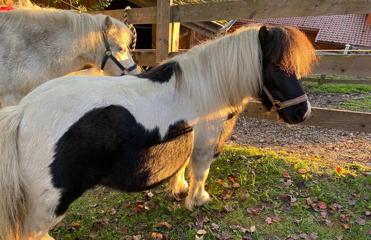 Gut-Berg-Naturhotel-mit-Bauernhof-ponys