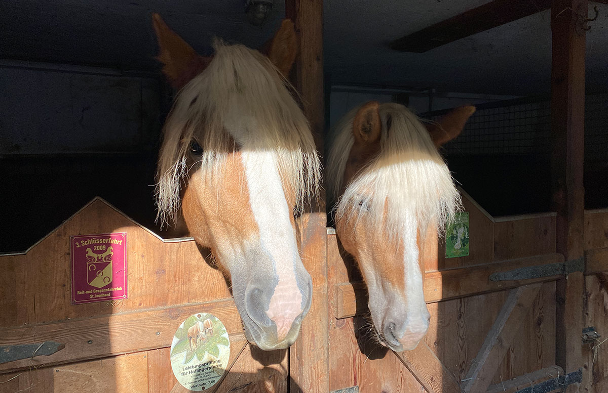 Gut-Berg-Naturhotel-mit-Bauernhofhaflinger