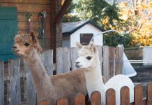 Herbstferien im Hotel Oberforsthof in Sankt Johann Herbstferien-im-Hotel-Oberforsthof-in-St.-Johann-lama