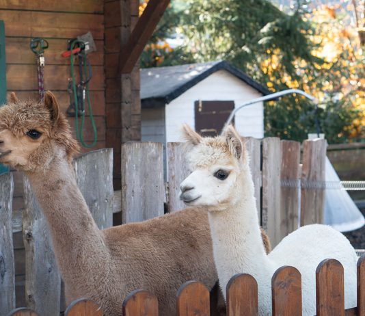 Herbstferien im Hotel Oberforsthof in Sankt Johann Herbstferien-im-Hotel-Oberforsthof-in-St.-Johann-lama