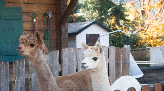 Herbstferien im Hotel Oberforsthof in Sankt Johann Herbstferien-im-Hotel-Oberforsthof-in-St.-Johann-lama