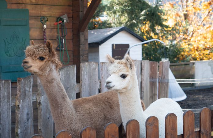 Herbstferien im Hotel Oberforsthof in Sankt Johann Herbstferien-im-Hotel-Oberforsthof-in-St.-Johann-lama