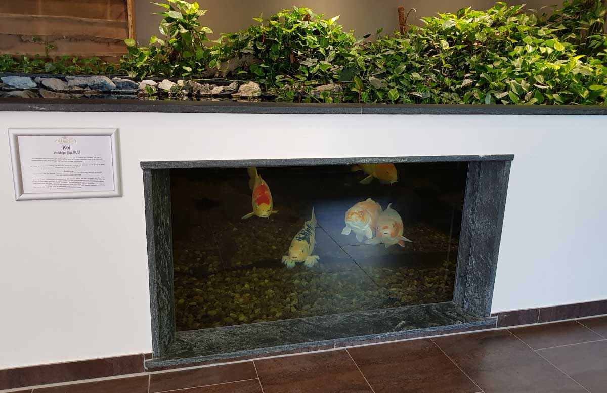 Hotel-Allegria-Resort-Stegersbach-by-Reiters-koi-fische-im-becken