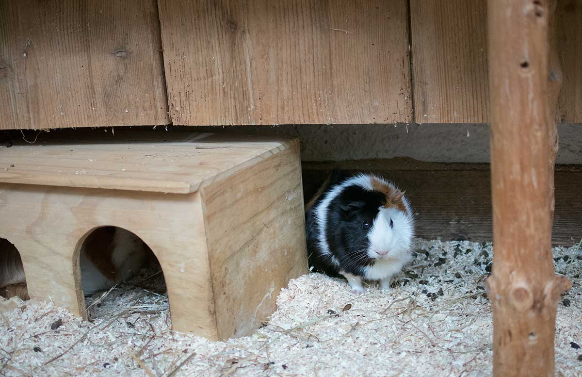 hotel-ebners-waldhof-am-see-meerschweinchen