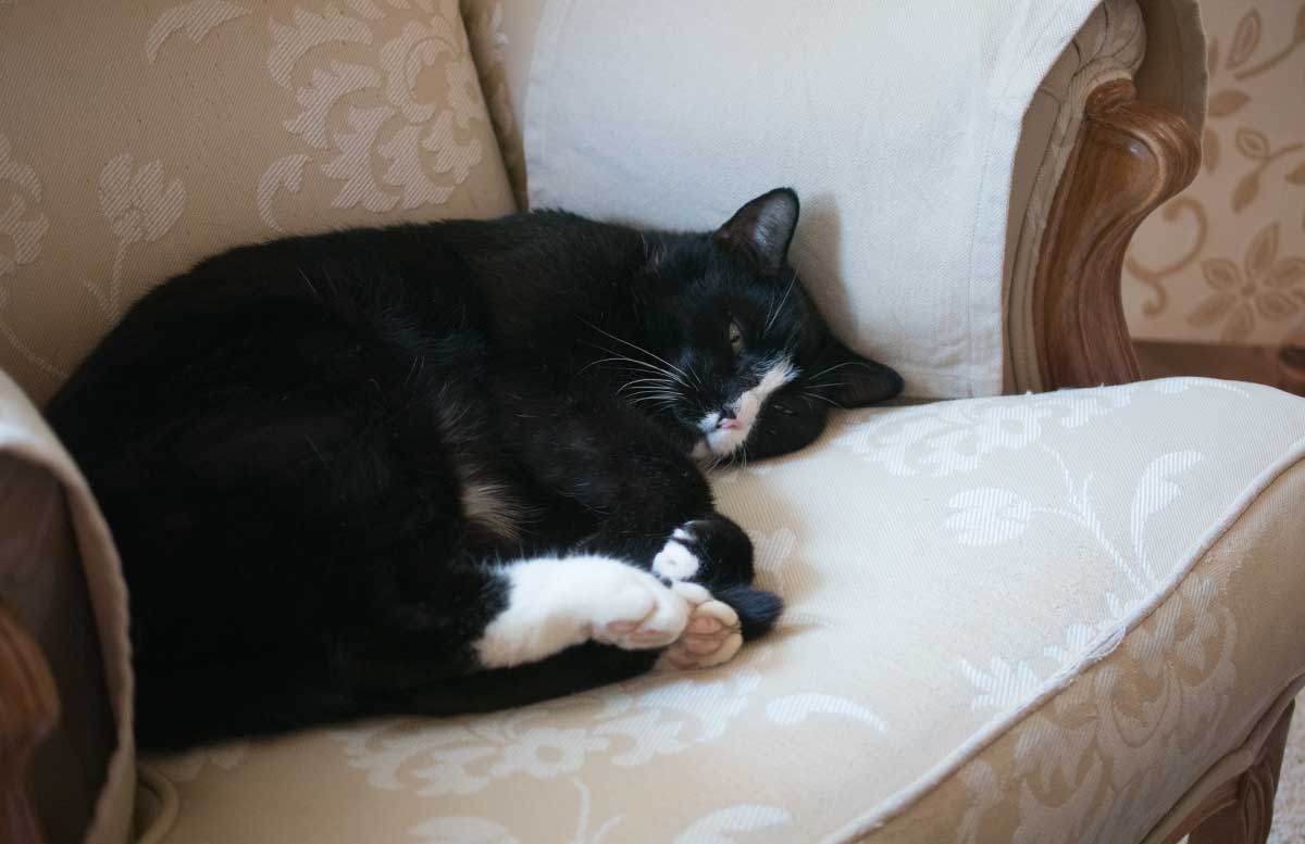 Hotel Gut Weissenhof in Radstadt hauskatze am sofa