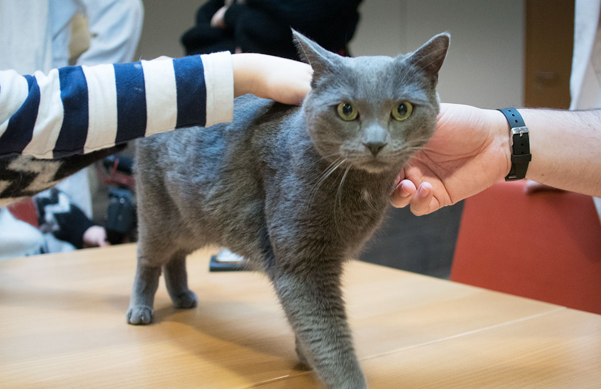 Hotel-das-Sonnreich-in-Loipersdorf-sunny-hotelkatze