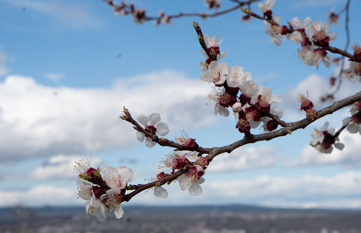Hotel-und-Spa-Steigenberger-Krems-zur-Marillenblüte-blüte-8
