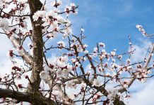 Hotel und Spa Steigenberger Krems zur Marillenblüte Hotel-und-Spa-Steigenberger-Krems-zur-Marillenblüte-blume-6