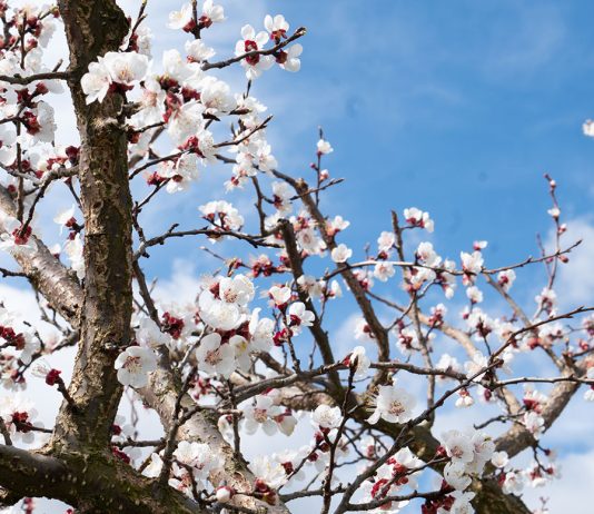 Hotel und Spa Steigenberger Krems zur Marillenblüte Hotel-und-Spa-Steigenberger-Krems-zur-Marillenblüte-blume-6
