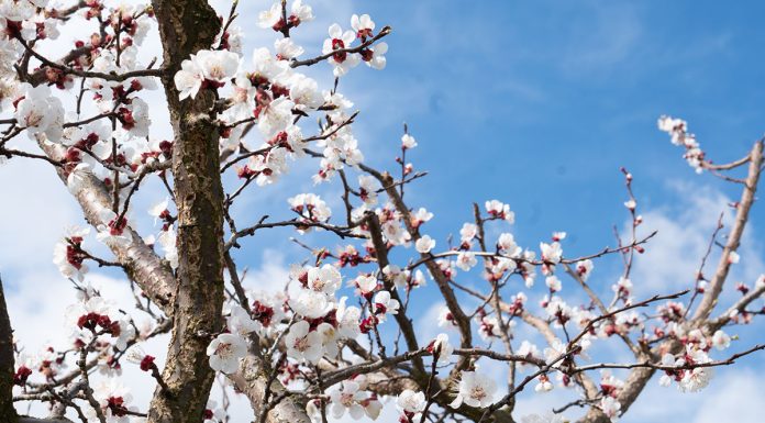 Hotel und Spa Steigenberger Krems zur Marillenblüte Hotel-und-Spa-Steigenberger-Krems-zur-Marillenblüte-blume-6