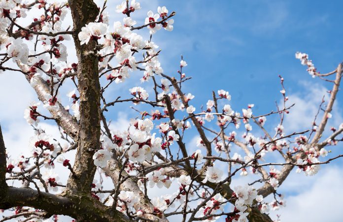 Hotel und Spa Steigenberger Krems zur Marillenblüte Hotel-und-Spa-Steigenberger-Krems-zur-Marillenblüte-blume-6