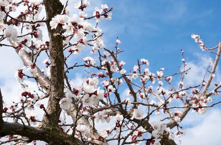 Hotel-und-Spa-Steigenberger-Krems-zur-Marillenblüte-blume-6