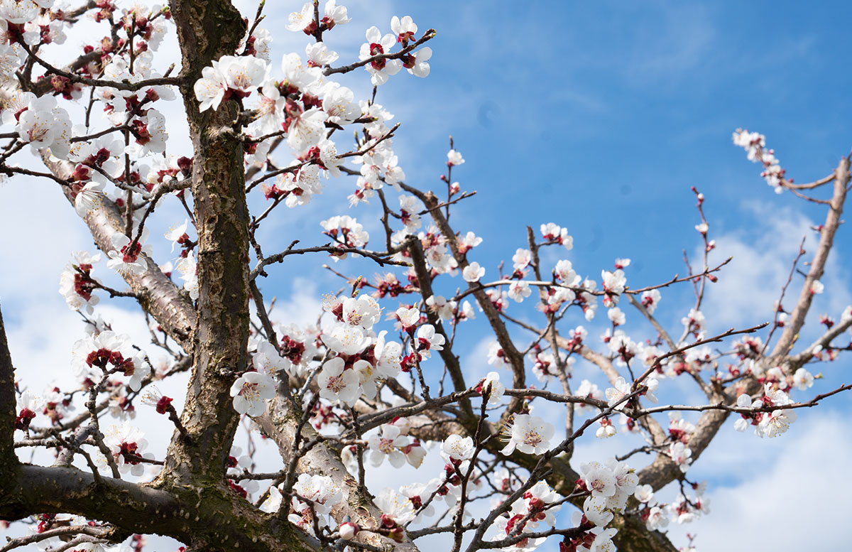 Hotel-und-Spa-Steigenberger-Krems-zur-Marillenblüte-blume-6