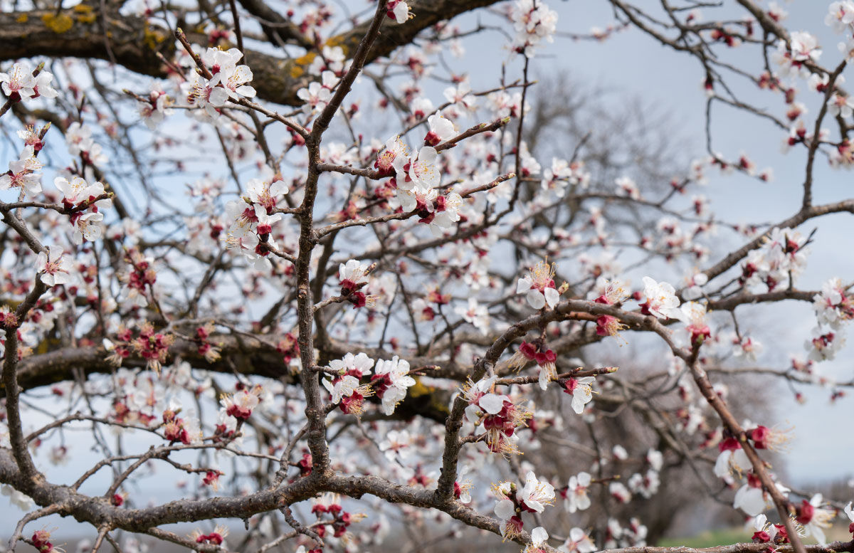 Hotel-und-Spa-Steigenberger-Krems-zur-Marillenblüte-blume-7