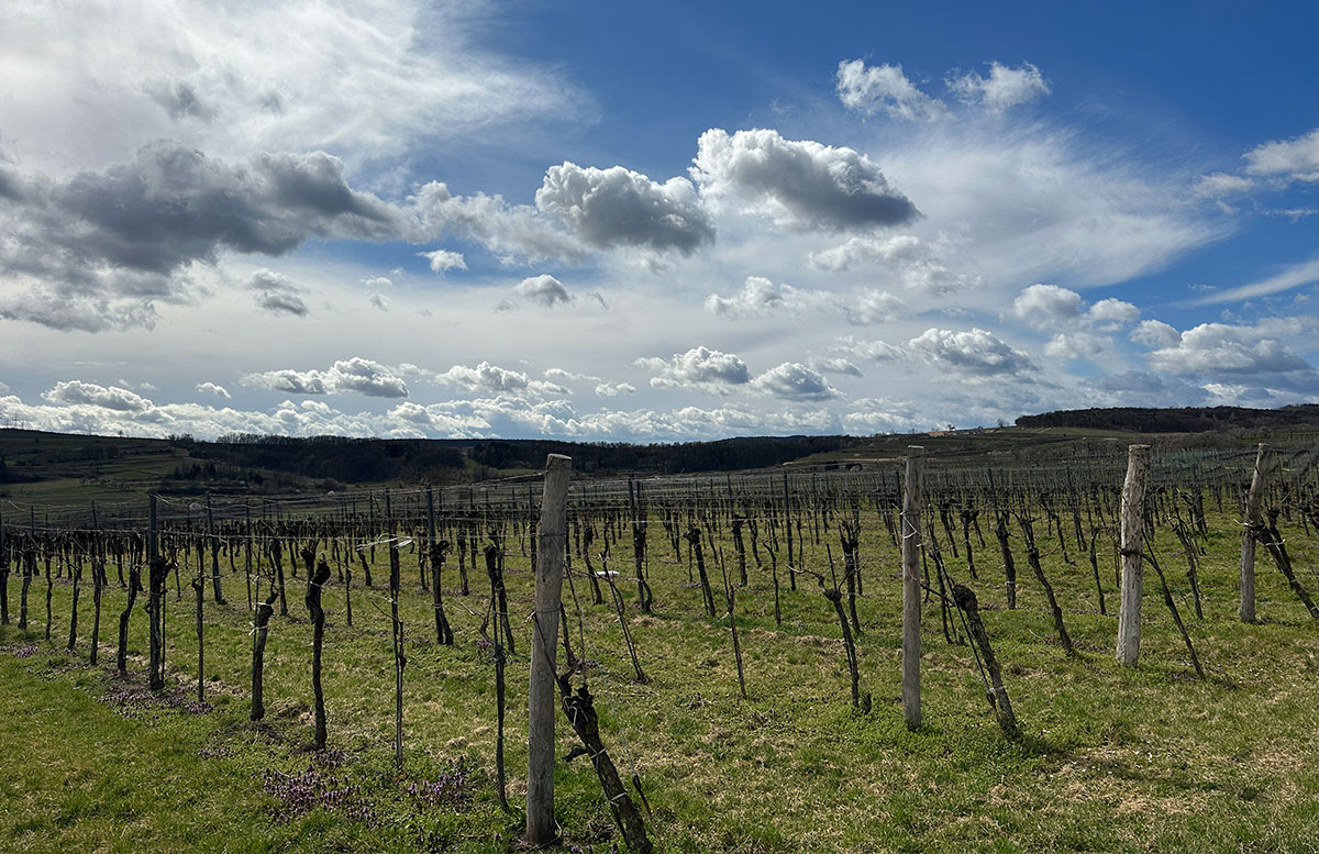 Hotel-und-Spa-Steigenberger-Krems-zur-Marillenblüte-wachau-weinanbau