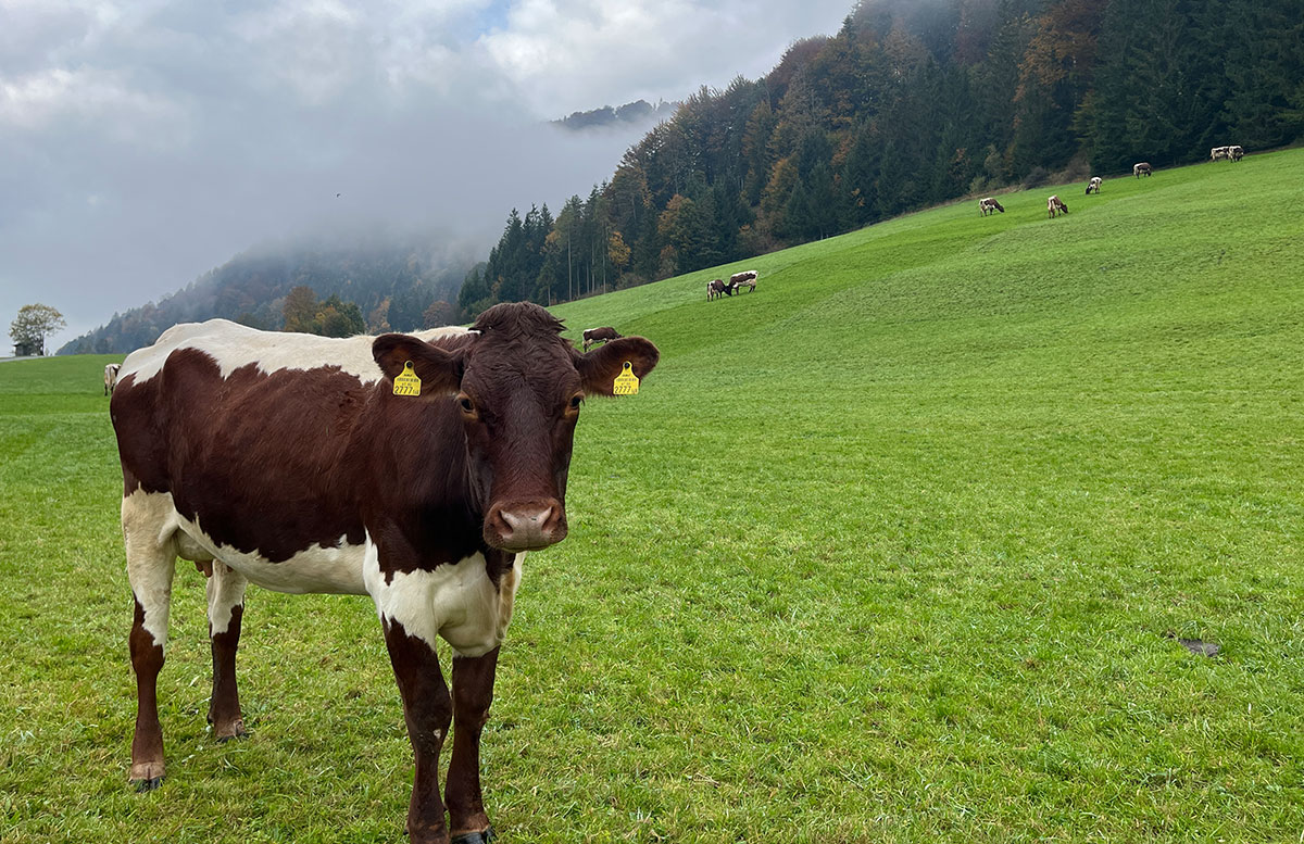 Natur-und-Kulinarik-im-Kaiserwinkl-kuh