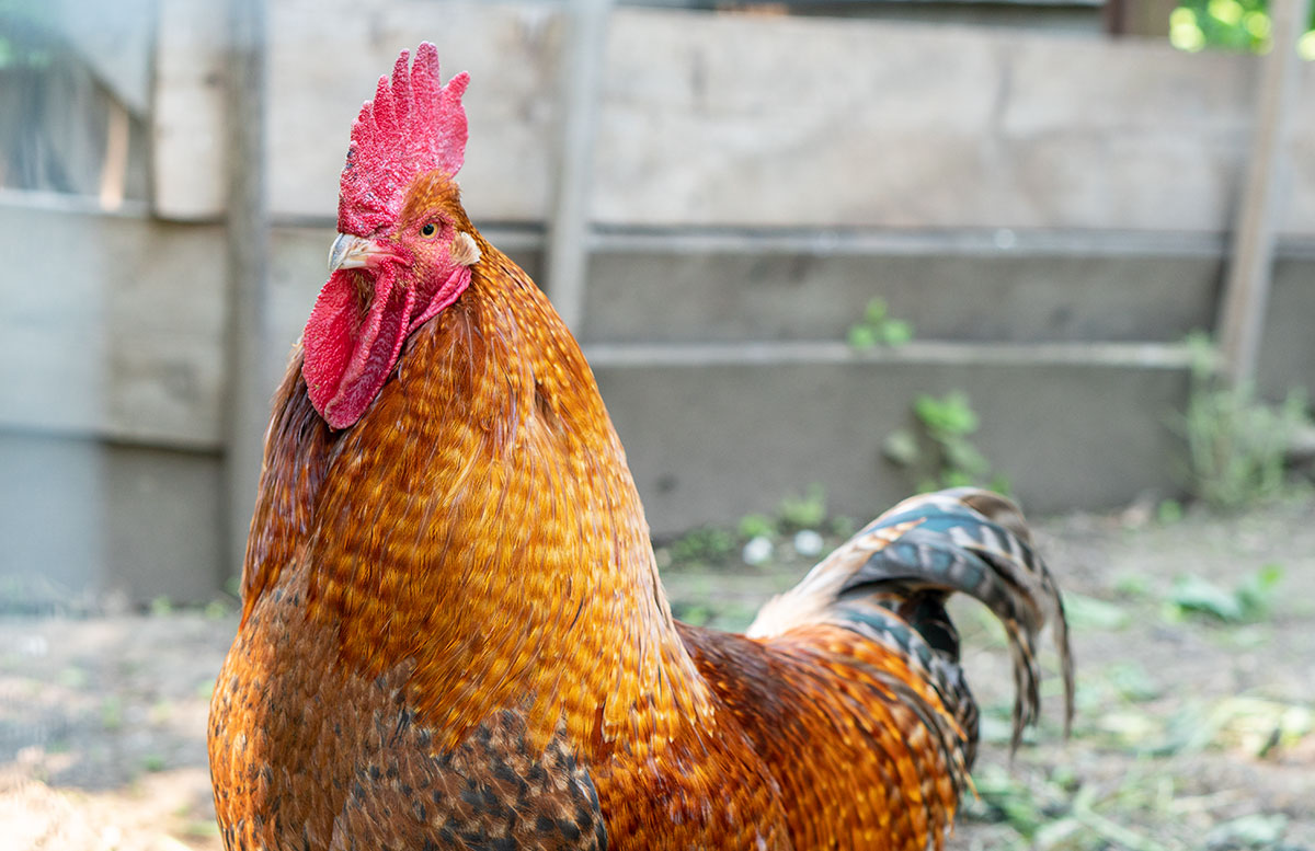 Parks-und-Gärten-in-Niederösterreich-und-Südmähren-gockelhahn-bauerngarten parbus