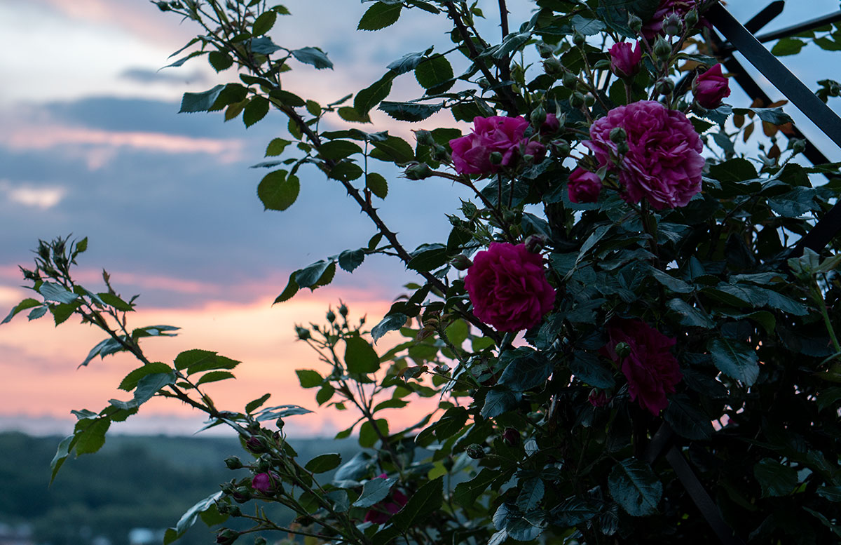 Parks-und-Gärten-in-Niederösterreich-und-Südmähren-pension-andre-sonnenuntergang-rosen