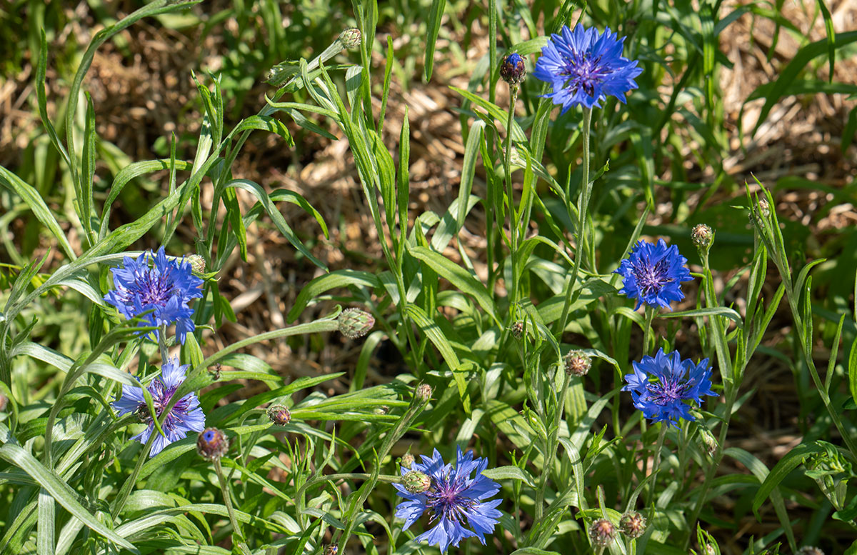 Parks-und-Gärten-in-Niederösterreich-und-Südmähren-stuhl-im-garten-kräutergarten-lu-und-tiree-chmelar-kornblumen