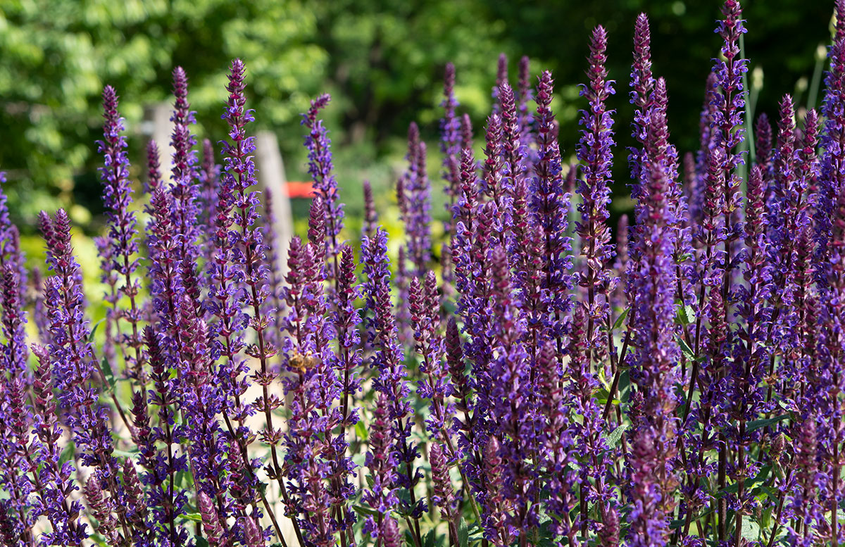 Parks-und-Gärten-in-Niederösterreich-und-Südmähren-stuhl-im-garten-kräutergarten-lu-und-tiree-chmelar-lila-pflanze