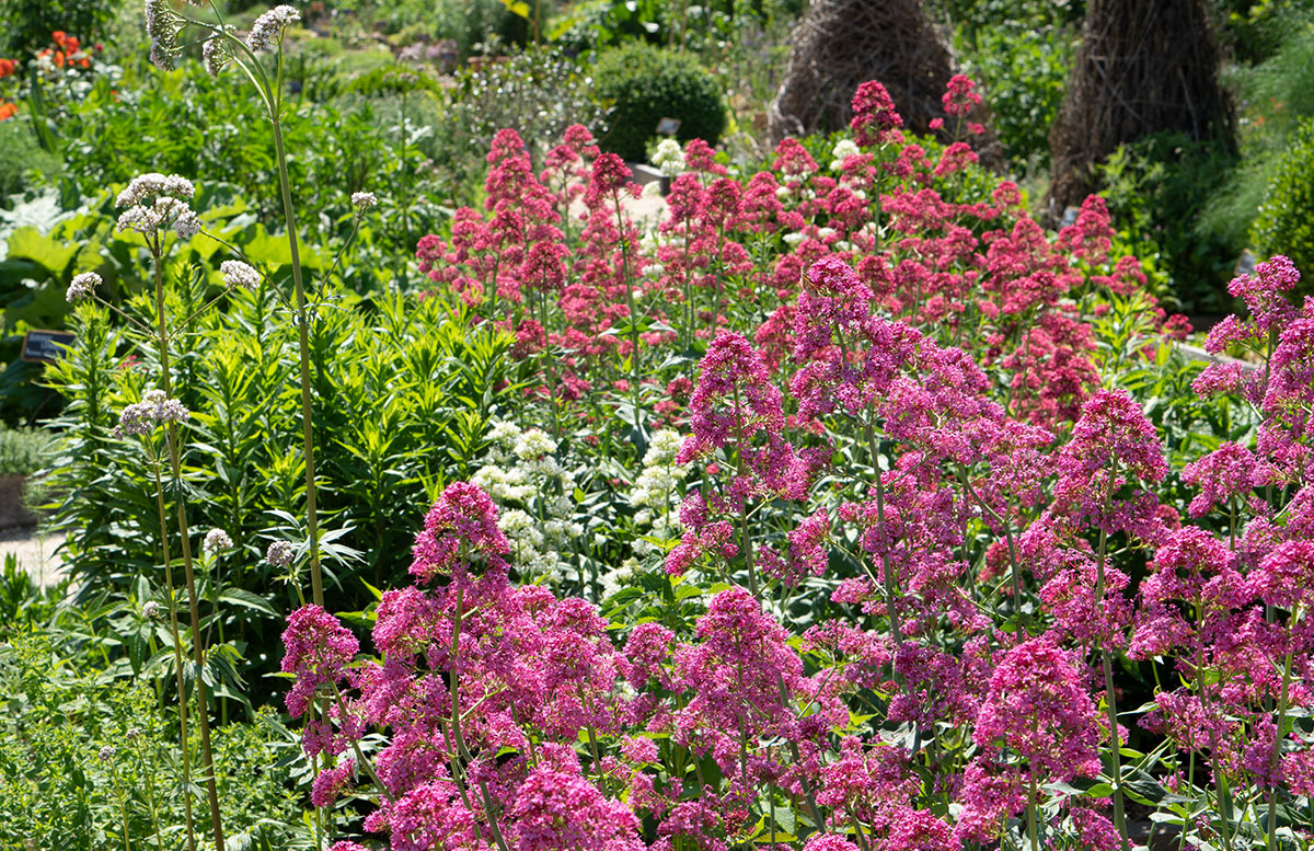 Parks-und-Gärten-in-Niederösterreich-und-Südmähren-stuhl-im-garten-kräutergarten-lu-und-tiree-chmelar-rosa-blüten