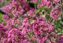 Parks und Gärten in Niederösterreich und Südmähren Parks-und-Gärten-in-Niederösterreich-und-Südmähren-stuhl-im-garten-kräutergarten-lu-und-tiree-chmelar-rosa-blütenschmetterling