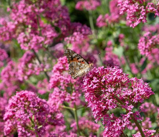 Parks und Gärten in Niederösterreich und Südmähren Parks-und-Gärten-in-Niederösterreich-und-Südmähren-stuhl-im-garten-kräutergarten-lu-und-tiree-chmelar-rosa-blütenschmetterling