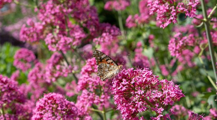 Parks und Gärten in Niederösterreich und Südmähren Parks-und-Gärten-in-Niederösterreich-und-Südmähren-stuhl-im-garten-kräutergarten-lu-und-tiree-chmelar-rosa-blütenschmetterling