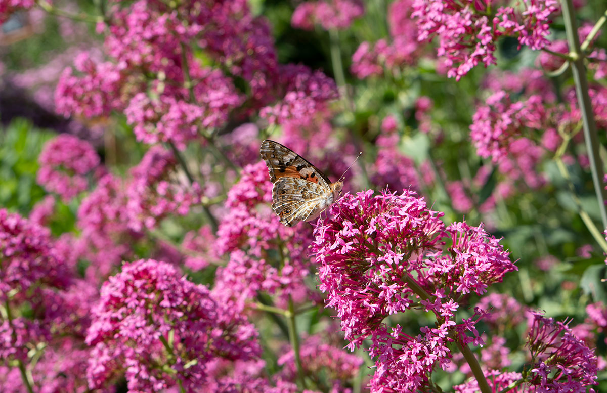 Parks-und-Gärten-in-Niederösterreich-und-Südmähren-stuhl-im-garten-kräutergarten-lu-und-tiree-chmelar-rosa-blütenschmetterling