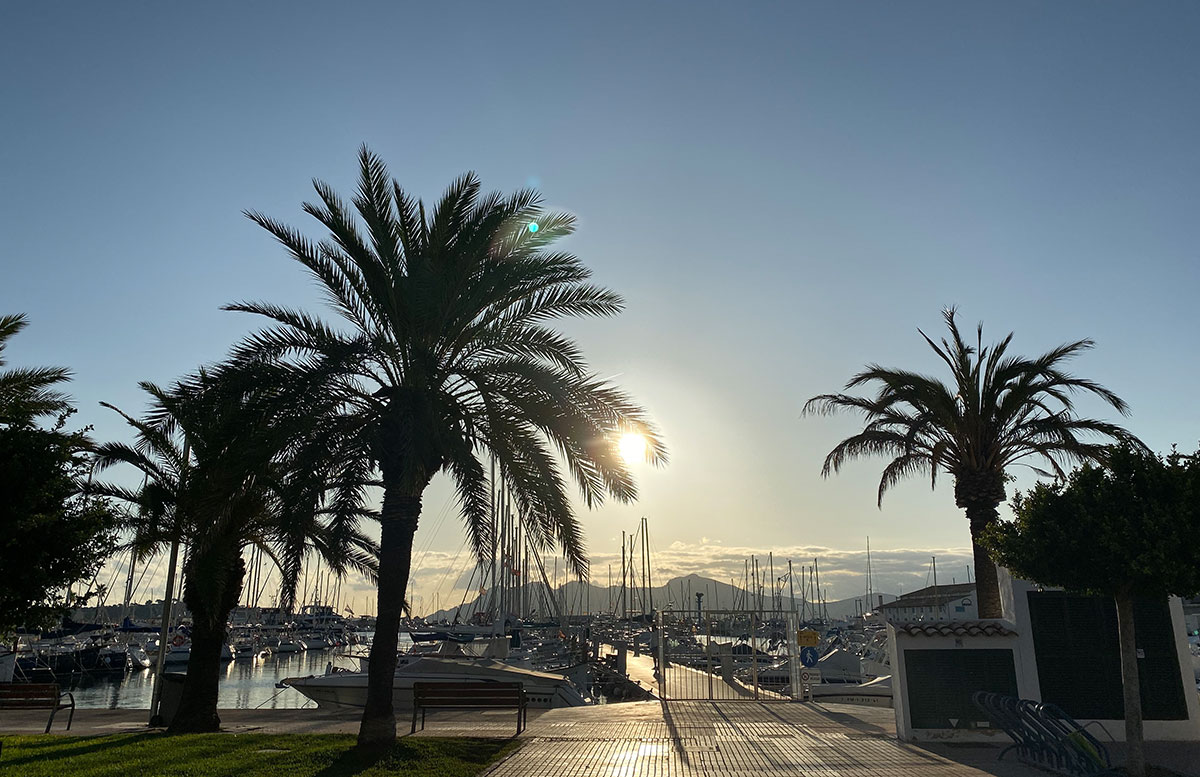 Pollensa-Urlaub-im-Norden-von-Mallorca-palmen