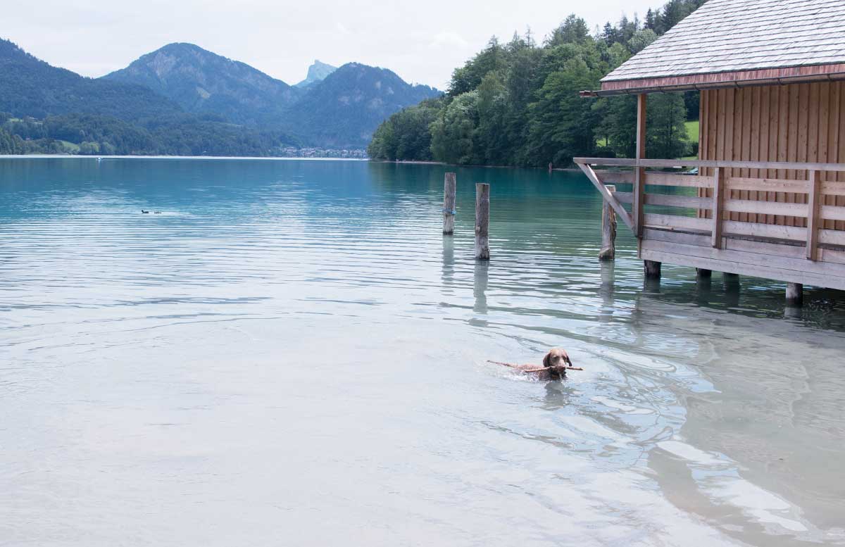 Zillenschifffahrt am Fuschlsee und das Schloss Fuschl fischerei hund im see