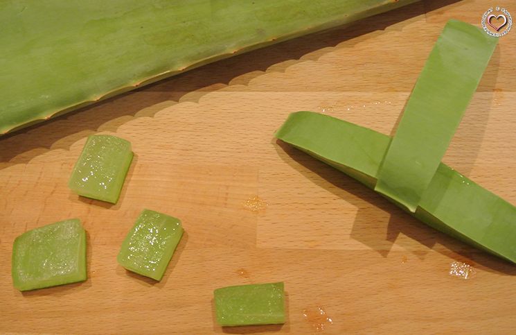 apoe-vera-santa-verde