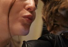 Die Liebe zur Katze die-liebe-zur-Katze-Kuss-an-die-Mieze