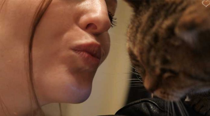 Die Liebe zur Katze die-liebe-zur-Katze-Kuss-an-die-Mieze