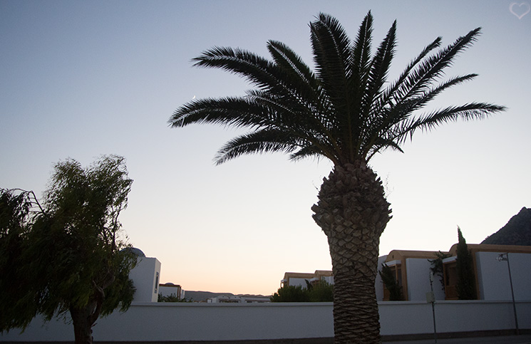 palme-kos