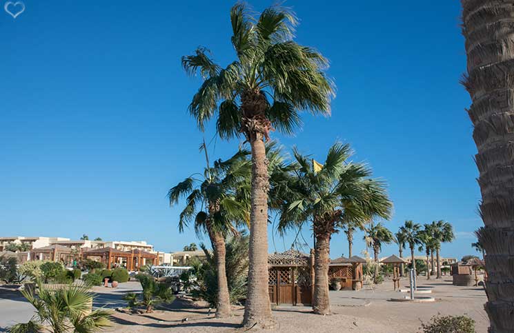 palmen-sheradon-luxus-hotels