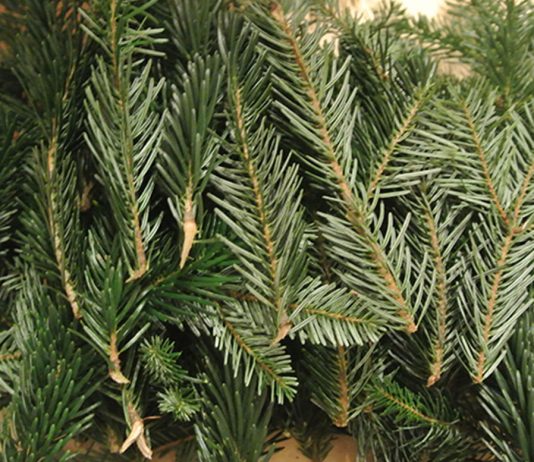 Adventkalender Gewinnspiele 2021 reisig-adventkalender-gewinnspiele